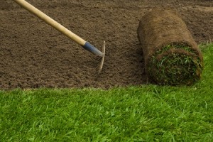 new sod grass watering tips