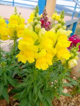 How to care for snapdragons