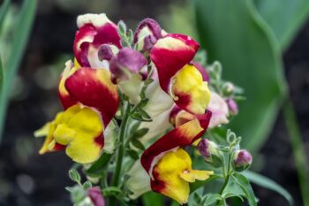 how to care for snapdragons
