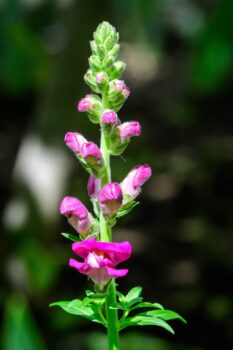 care for snapdragon plants